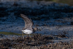 David Plant Photography - Wildlife Photography - Solitary sandpiper - H