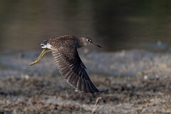 David Plant Photography - Wildlife Photography - Solitary sandpiper - I