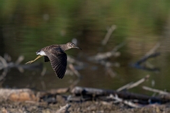 David Plant Photography - Wildlife Photography - Solitary sandpiper - J