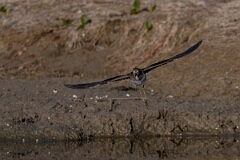 David Plant Photography - Wildlife Photography - Solitary sandpiper - L