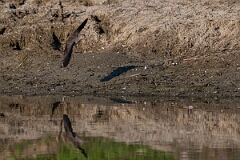 David Plant Photography - Wildlife Photography - Solitary sandpiper - M