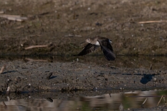 David Plant Photography - Wildlife Photography - Solitary sandpiper - N