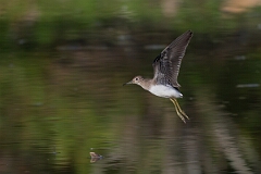 David Plant Photography - Wildlife Photography - Solitary sandpiper - P