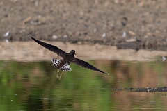 David Plant Photography - Wildlife Photography - Solitary sandpiper - Q
