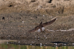 David Plant Photography - Wildlife Photography - Solitary sandpiper - R