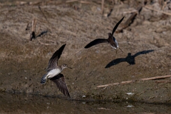 David Plant Photography - Wildlife Photography - Solitary sandpiper - S