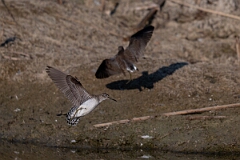 David Plant Photography - Wildlife Photography - Solitary sandpiper - T
