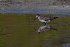 David Plant Photography - Wildlife Photography - Solitary sandpiper - U