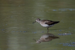 David Plant Photography - Wildlife Photography - Solitary sandpiper - V