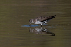 David Plant Photography - Wildlife Photography - Solitary sandpiper - X