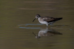 David Plant Photography - Wildlife Photography - Solitary sandpiper - Y