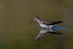 David Plant Photography - Wildlife Photography - Solitary sandpiper - Z