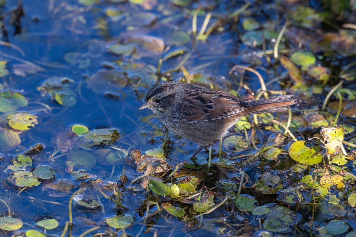 David Plant Photography - Wildlife Photography - Swamp sparrow - A.jpg - Swamp sparrow - Sarsaparilla trail, Stony Swamp, Ontario