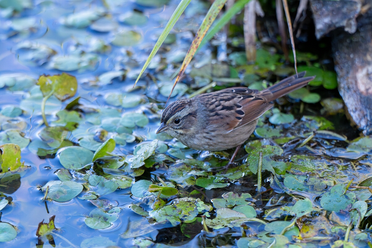 David Plant Photography - Wildlife Photography - Swamp sparrow - F.jpg - Swamp sparrow - Sarsaparilla trail, Stony Swamp, Ontario