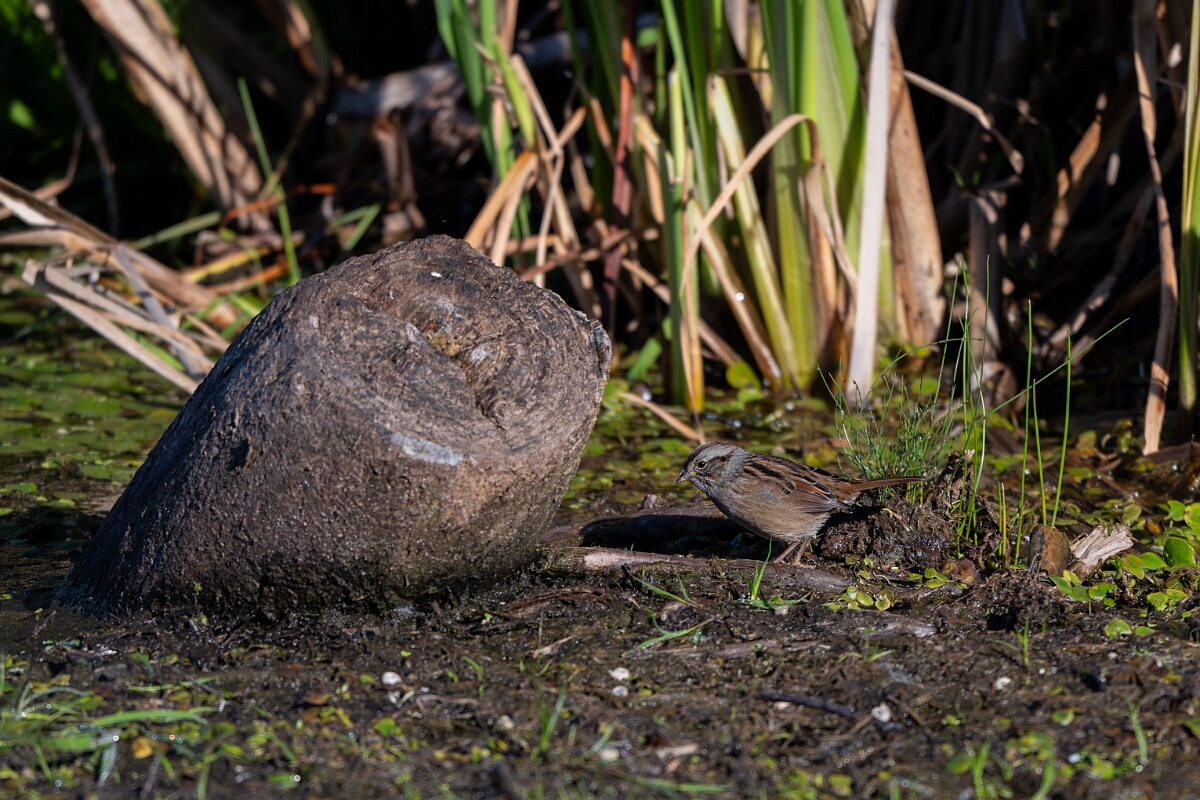 David Plant Photography - Wildlife Photography - Swamp sparrow - H.jpg - Swamp sparrow - Sarsaparilla trail, Stony Swamp, Ontario