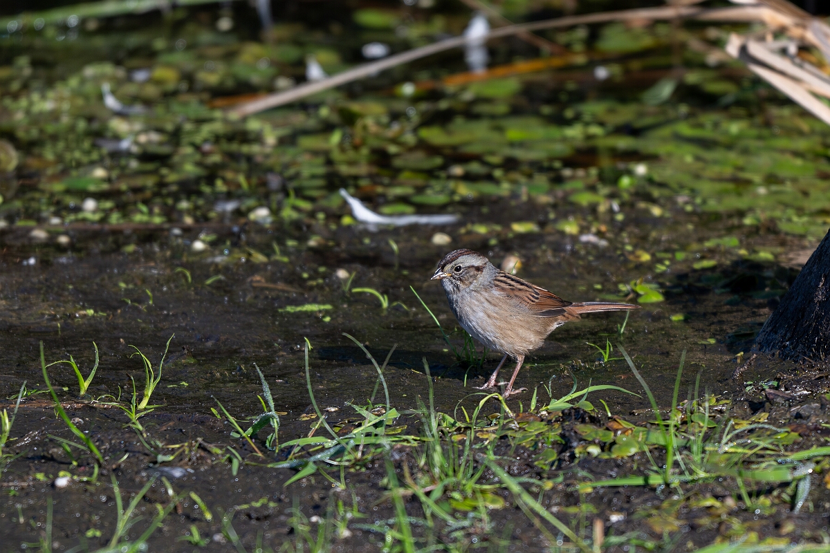 David Plant Photography - Wildlife Photography - Swamp sparrow - I.jpg - Swamp sparrow - Sarsaparilla trail, Stony Swamp, Ontario