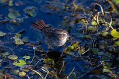 David Plant Photography - Wildlife Photography - Swamp sparrow - B