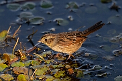 David Plant Photography - Wildlife Photography - Swamp sparrow - C