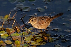 David Plant Photography - Wildlife Photography - Swamp sparrow - D