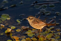 David Plant Photography - Wildlife Photography - Swamp sparrow - E