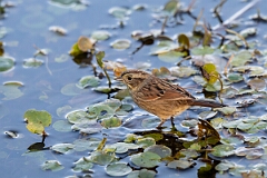 David Plant Photography - Wildlife Photography - Swamp sparrow - G
