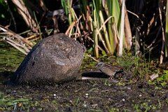 David Plant Photography - Wildlife Photography - Swamp sparrow - H