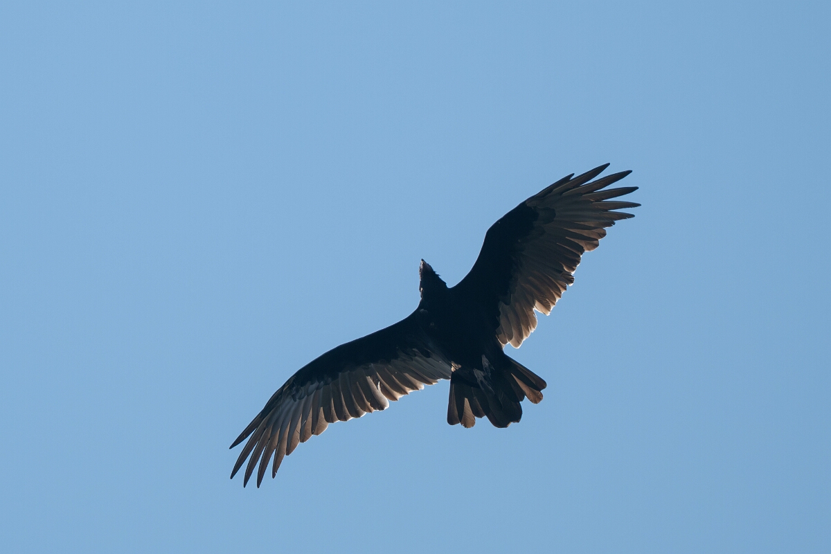 David Plant Photography - Wildlife Photography - Turkey vulture - B.jpg - Turkey vulture - Burnt Land Provincial Park, Ontario