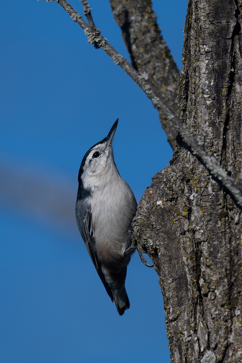 David Plant Photography - Wildlife Photography - White-breasted nuthatch - A.jpg - White-breasted nuthatch - Beaver trail, Stony Swamp, Ontario