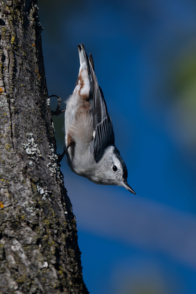 David Plant Photography - Wildlife Photography - White-breasted nuthatch - C.jpg - White-breasted nuthatch - Beaver trail, Stony Swamp, Ontario