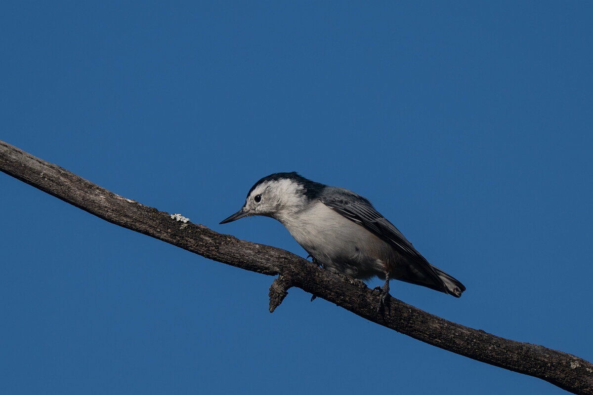 David Plant Photography - Wildlife Photography - White-breasted nuthatch - E.jpg - White-breasted nuthatch - Beaver trail, Stony Swamp, Ontario