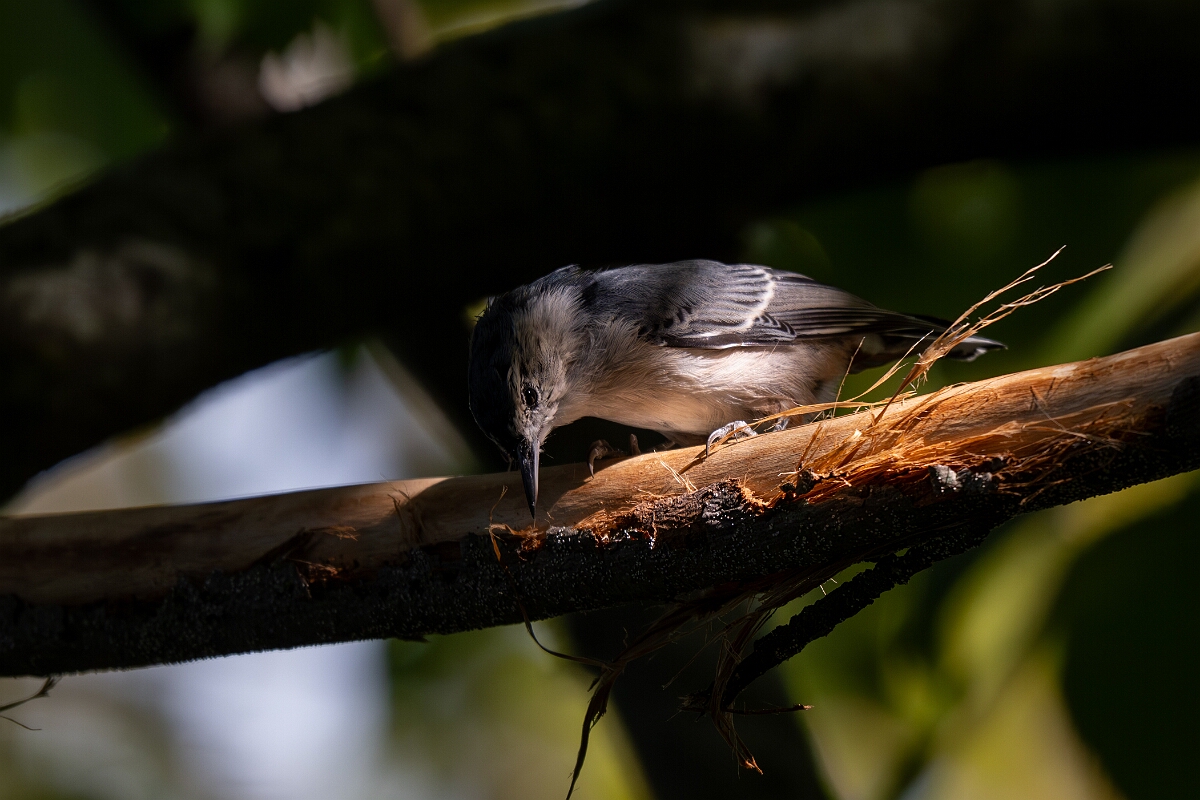 David Plant Photography - Wildlife Photography - White-breasted nuthatch - G.jpg - White-breasted nuthatch - Long Island, Rideau River, Ontario