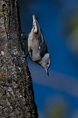 David Plant Photography - Wildlife Photography - White-breasted nuthatch - B