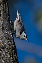 David Plant Photography - Wildlife Photography - White-breasted nuthatch - C