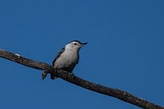 David Plant Photography - Wildlife Photography - White-breasted nuthatch - F
