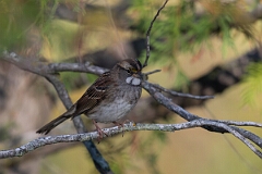 David Plant Photography - Wildlife Photography - White-throated sparrow - A