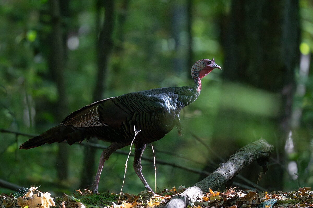 David Plant Photography - Wildlife Photography - Wild turkey - A.jpg - Wild turkey - Beaver trail, Stony Swamp, Ontario