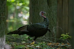 David Plant Photography - Wildlife Photography - Wild turkey - B