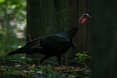 David Plant Photography - Wildlife Photography - Wild turkey - C