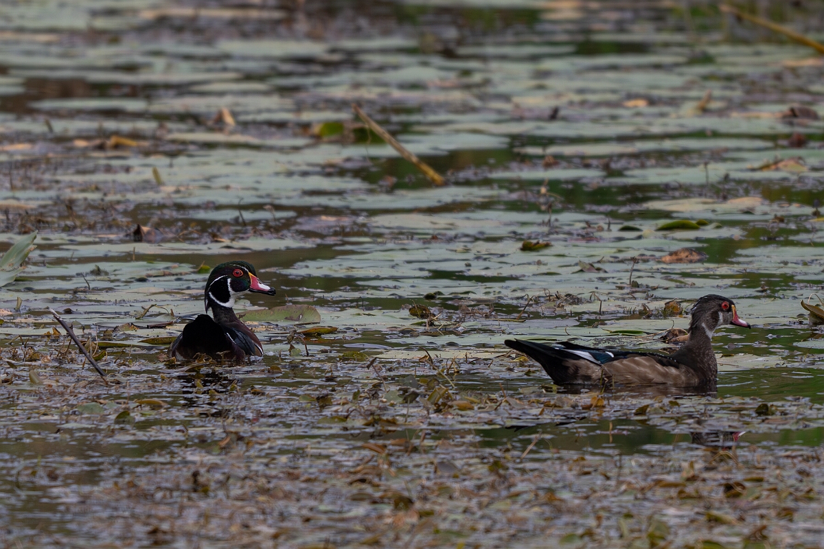 David Plant Photography - Wildlife Photography - Wood duck - B.jpg - Wood duck - Old Almonte Road, Manion Corners, Ontario