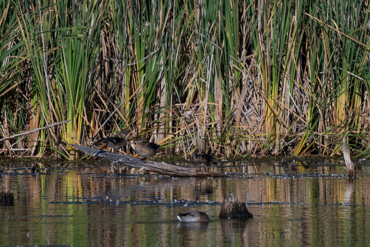 David Plant Photography - Wildlife Photography - Wood duck - C.jpg - Wood duck - Sarsaparilla trail, Stony Swamp, Ontario