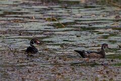 David Plant Photography - Wildlife Photography - Wood duck - B