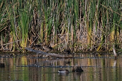 David Plant Photography - Wildlife Photography - Wood duck - C