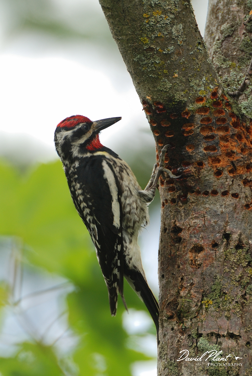 David Plant Photography - Wildlife Photographer - Yellow-bellied sapsucker - B.jpg - Yellow-bellied sapsucker - Stony Swamp, Ottawa, ON