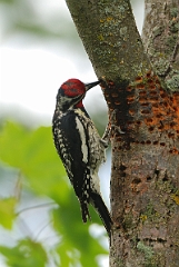David Plant Photography - Wildlife Photographer - Yellow-bellied sapsucker - A