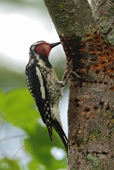 David Plant Photography - Wildlife Photographer - Yellow-bellied sapsucker - Cjpg