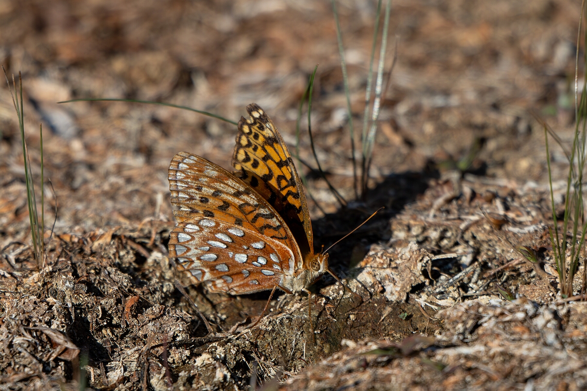 David Plant Photography - Wildlife Photography - Aphrodite fritillary - B.jpg - Aphrodite fritillary, Speyeria aphrodite - Burnt Land Provincial Park, Ontario