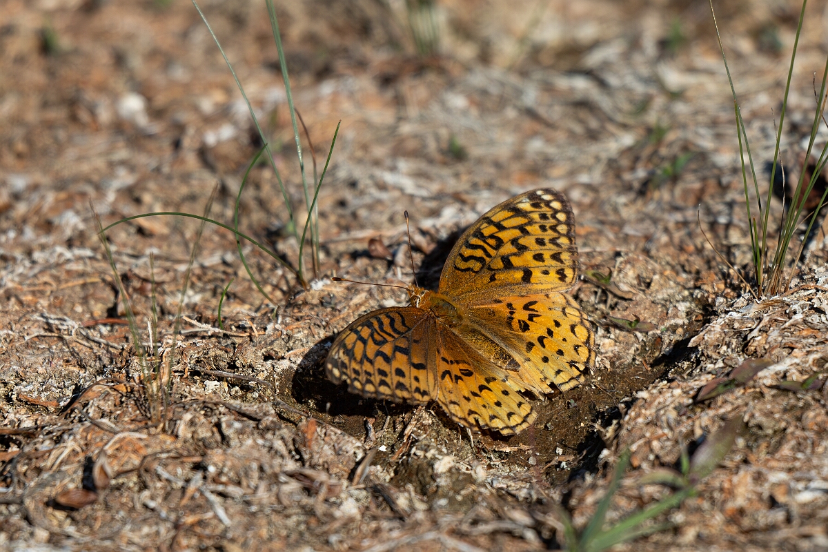 David Plant Photography - Wildlife Photography - Aphrodite fritillary - D.jpg - Aphrodite fritillary, Speyeria aphrodite - Burnt Land Provincial Park, Ontario