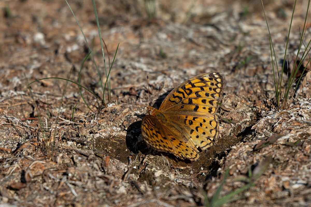 David Plant Photography - Wildlife Photography - Aphrodite fritillary - E.jpg - Aphrodite fritillary, Speyeria aphrodite - Burnt Land Provincial Park, Ontario