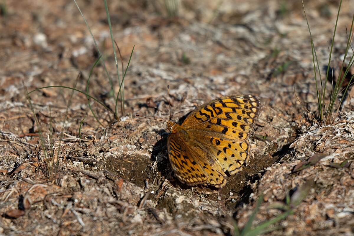 David Plant Photography - Wildlife Photography - Aphrodite fritillary - F.jpg - Aphrodite fritillary, Speyeria aphrodite - Burnt Land Provincial Park, Ontario