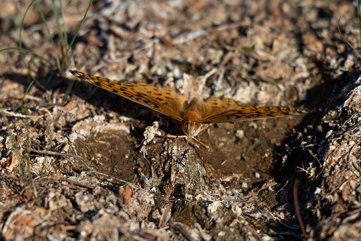 David Plant Photography - Wildlife Photography - Aphrodite fritillary - G.jpg - Aphrodite fritillary, Speyeria aphrodite - Burnt Land Provincial Park, Ontario
